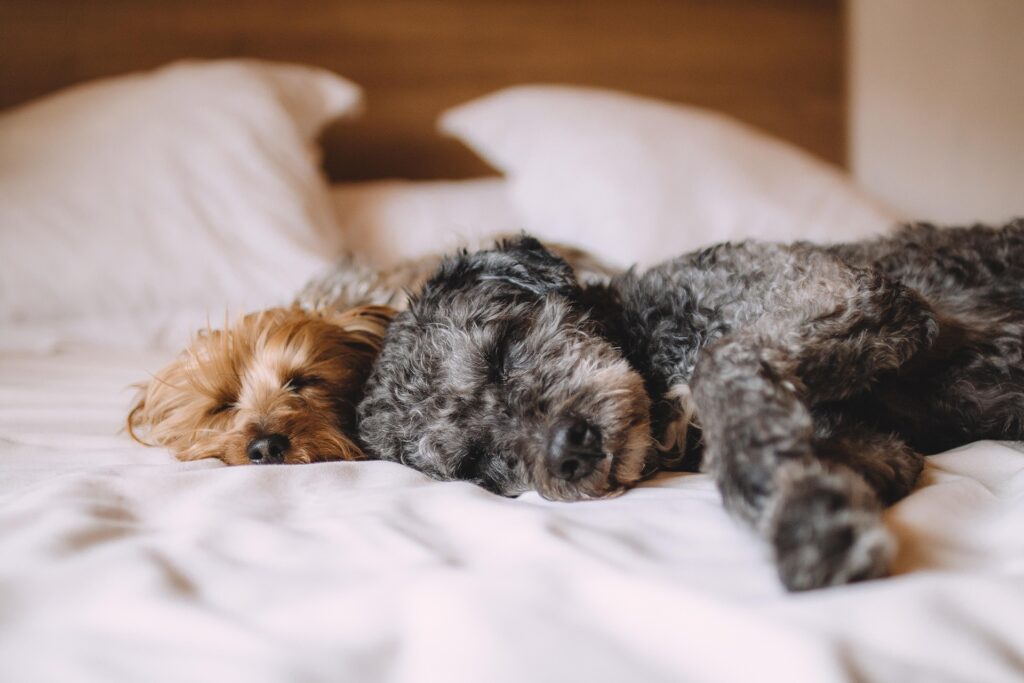 Pillow Top Beds